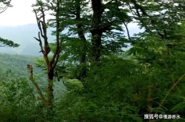 瞳术使用者